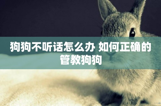 狗狗不聽話怎么辦 如何正確的管教狗狗