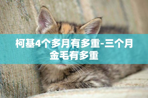 柯基4個多月有多重-三個月金毛有多重