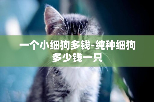 一個小細狗多錢-純種細狗多少錢一只