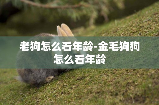 老狗怎么看年齡-金毛狗狗怎么看年齡