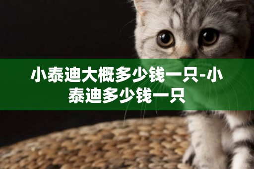 小泰迪大概多少錢一只-小泰迪多少錢一只