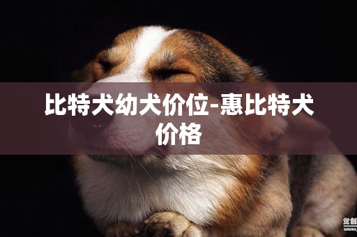 比特犬幼犬價位-惠比特犬價格