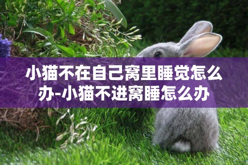小貓不在自己窩里睡覺怎么辦-小貓不進窩睡怎么辦