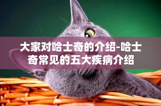 大家對哈士奇的介紹-哈士奇常見的五大疾病介紹
