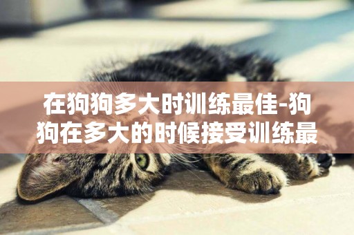 在狗狗多大時訓練最佳-狗狗在多大的時候接受訓練最有效