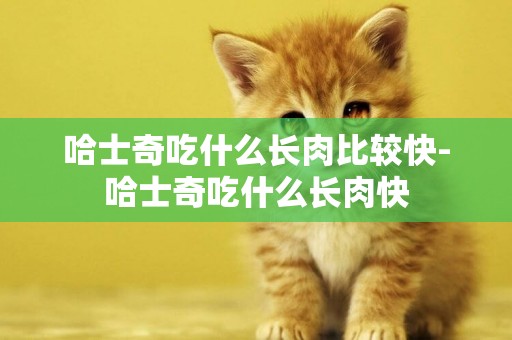 哈士奇吃什么長肉比較快-哈士奇吃什么長肉快