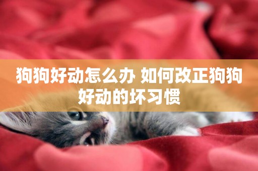 狗狗好動怎么辦 如何改正狗狗好動的壞習慣
