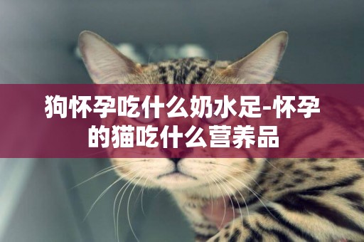 狗懷孕吃什么奶水足-懷孕的貓吃什么營養品