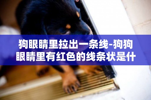 狗眼睛里拉出一條線-狗狗眼睛里有紅色的線條狀是什么
