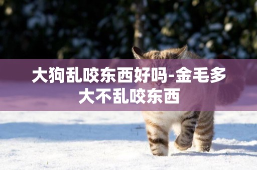 大狗亂咬東西好嗎-金毛多大不亂咬東西