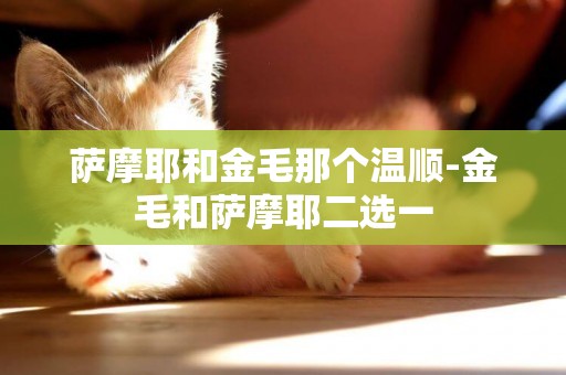 薩摩耶和金毛那個溫順-金毛和薩摩耶二選一