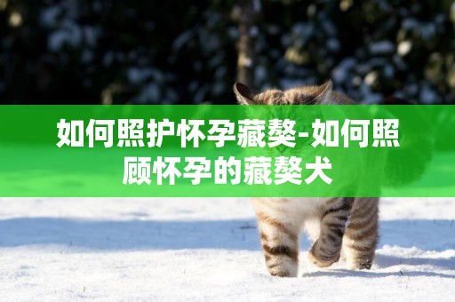 如何照護懷孕藏獒-如何照顧懷孕的藏獒犬