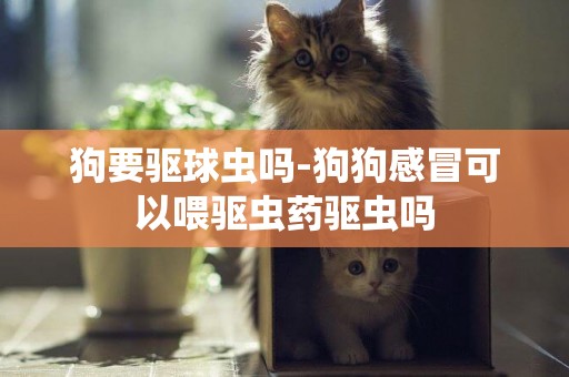 狗要驅球蟲嗎-狗狗感冒可以喂驅蟲藥驅蟲嗎
