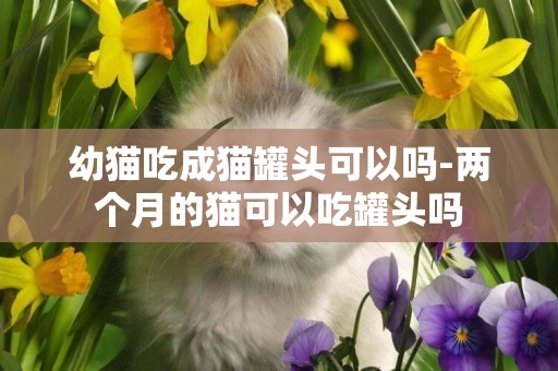 幼貓吃成貓罐頭可以嗎-兩個月的貓可以吃罐頭嗎