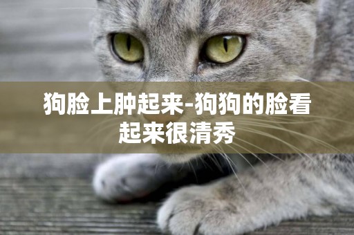 狗臉上腫起來-狗狗的臉看起來很清秀