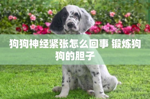 狗狗神經緊張怎么回事 鍛煉狗狗的膽子