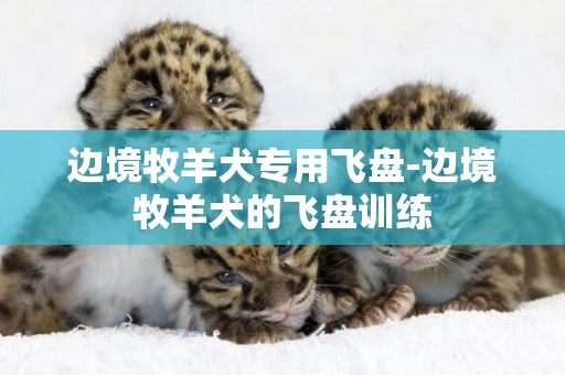 邊境牧羊犬專用飛盤-邊境牧羊犬的飛盤訓練