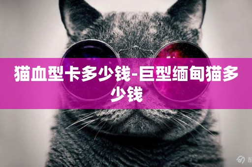 貓血型卡多少錢-巨型緬甸貓多少錢