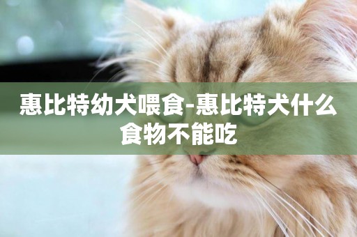 惠比特幼犬喂食-惠比特犬什么食物不能吃
