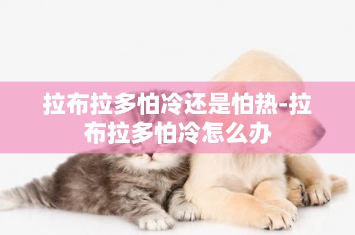拉布拉多怕冷還是怕熱-拉布拉多怕冷怎么辦