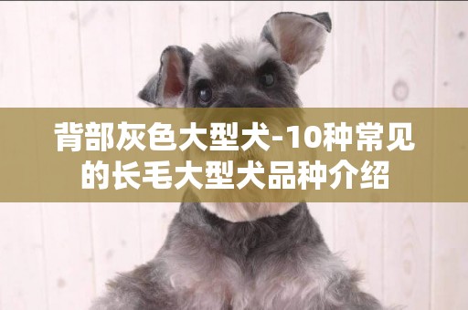 背部灰色大型犬-10種常見的長毛大型犬品種介紹