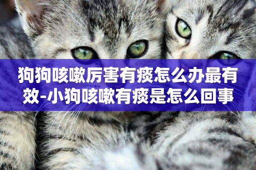 狗狗咳嗽厲害有痰怎么辦最有效-小狗咳嗽有痰是怎么回事