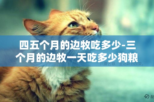 四五個月的邊牧吃多少-三個月的邊牧一天吃多少狗糧