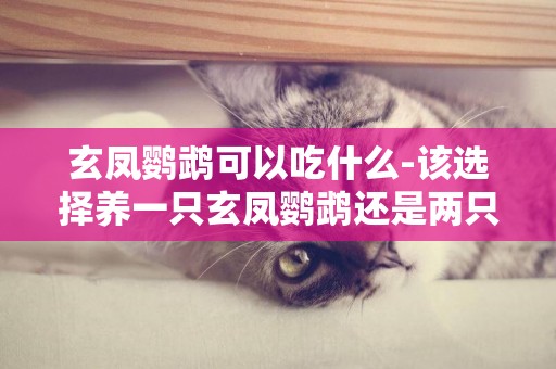 玄鳳鸚鵡可以吃什么-該選擇養一只玄鳳鸚鵡還是兩只呢