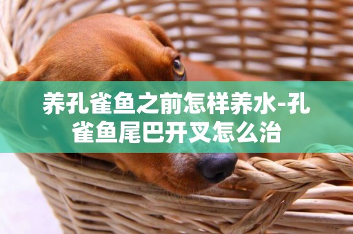 養孔雀魚之前怎樣養水-孔雀魚尾巴開叉怎么治