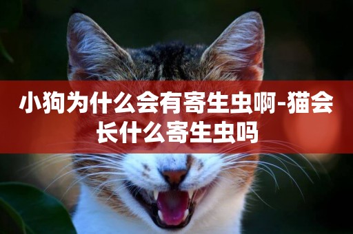 小狗為什么會有寄生蟲啊-貓會長什么寄生蟲嗎