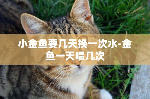 小金魚要幾天換一次水-金魚一天喂幾次