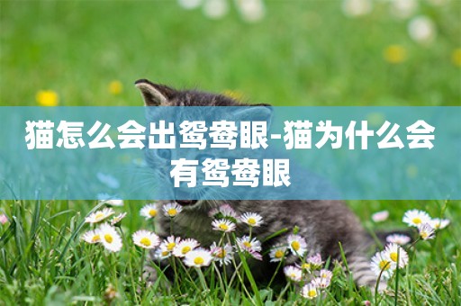 貓怎么會出鴛鴦眼-貓為什么會有鴛鴦眼