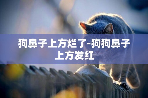 狗鼻子上方爛了-狗狗鼻子上方發紅