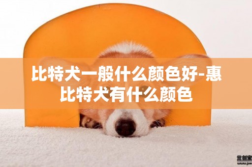 比特犬一般什么顏色好-惠比特犬有什么顏色