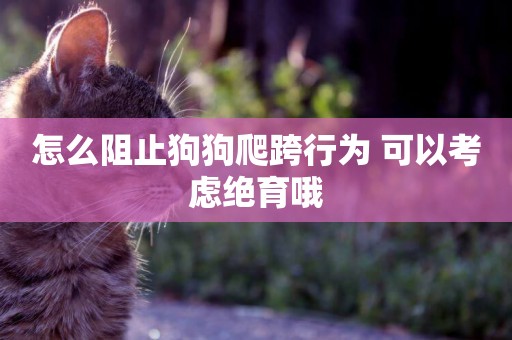怎么阻止狗狗爬跨行為 可以考慮絕育哦