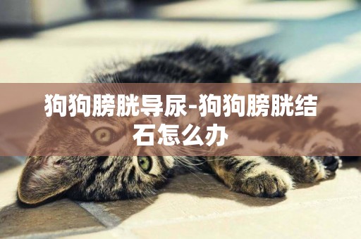 狗狗膀胱導尿-狗狗膀胱結石怎么辦