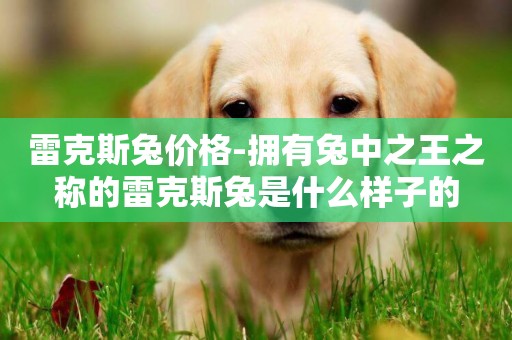 雷克斯兔價格-擁有兔中之王之稱的雷克斯兔是什么樣子的