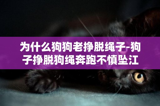 為什么狗狗老掙脫繩子-狗子掙脫狗繩奔跑不慎墜江