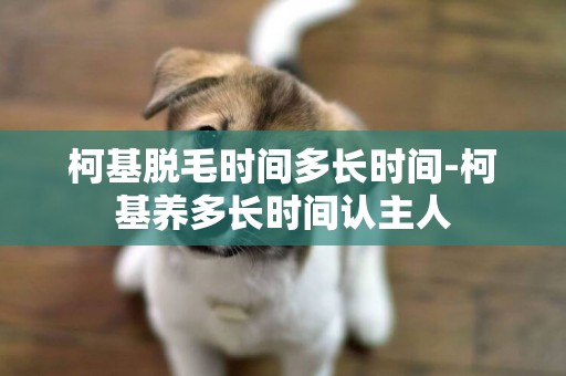 柯基脫毛時間多長時間-柯基養多長時間認主人