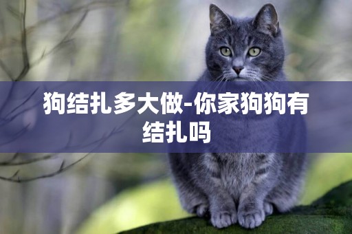 狗結扎多大做-你家狗狗有結扎嗎