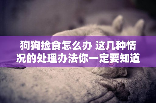 狗狗撿食怎么辦 這幾種情況的處理辦法你一定要知道