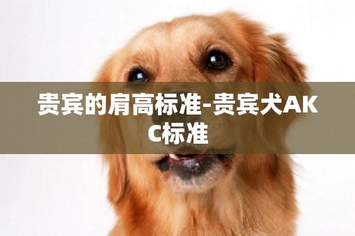 貴賓的肩高標準-貴賓犬AKC標準