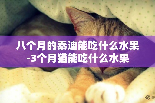 八個月的泰迪能吃什么水果-3個月貓能吃什么水果