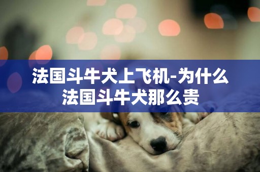 法國斗牛犬上飛機-為什么法國斗牛犬那么貴