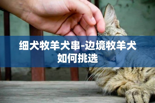 細犬牧羊犬串-邊境牧羊犬如何挑選