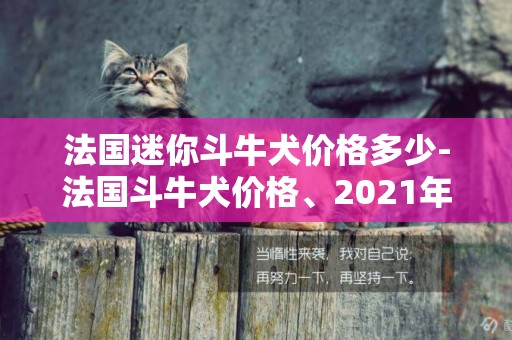 法國迷你斗牛犬價格多少-法國斗牛犬價格、2021年純種法國斗牛犬多少錢一只