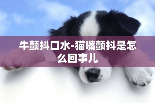 牛顫抖口水-貓嘴顫抖是怎么回事兒