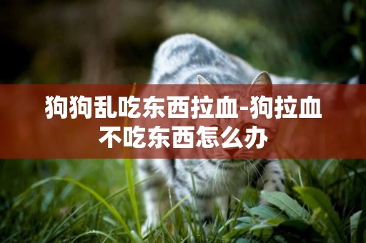 狗狗亂吃東西拉血-狗拉血不吃東西怎么辦