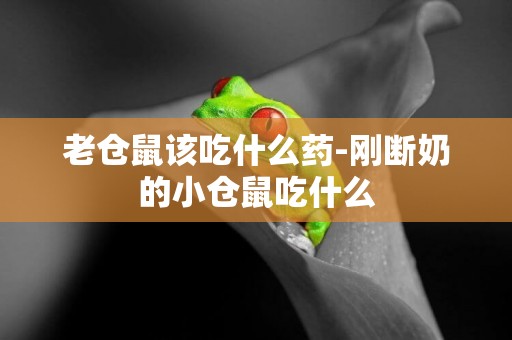 老倉鼠該吃什么藥-剛斷奶的小倉鼠吃什么