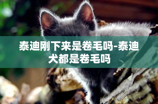 泰迪剛下來是卷毛嗎-泰迪犬都是卷毛嗎